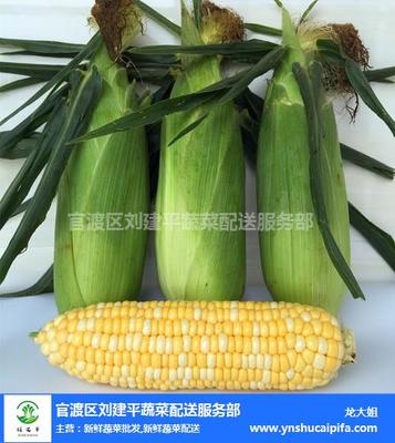 昆明有機(jī)新鮮蔬菜批發(fā)價(jià)格 昆明有機(jī)新鮮蔬菜 劉建平蔬菜配送